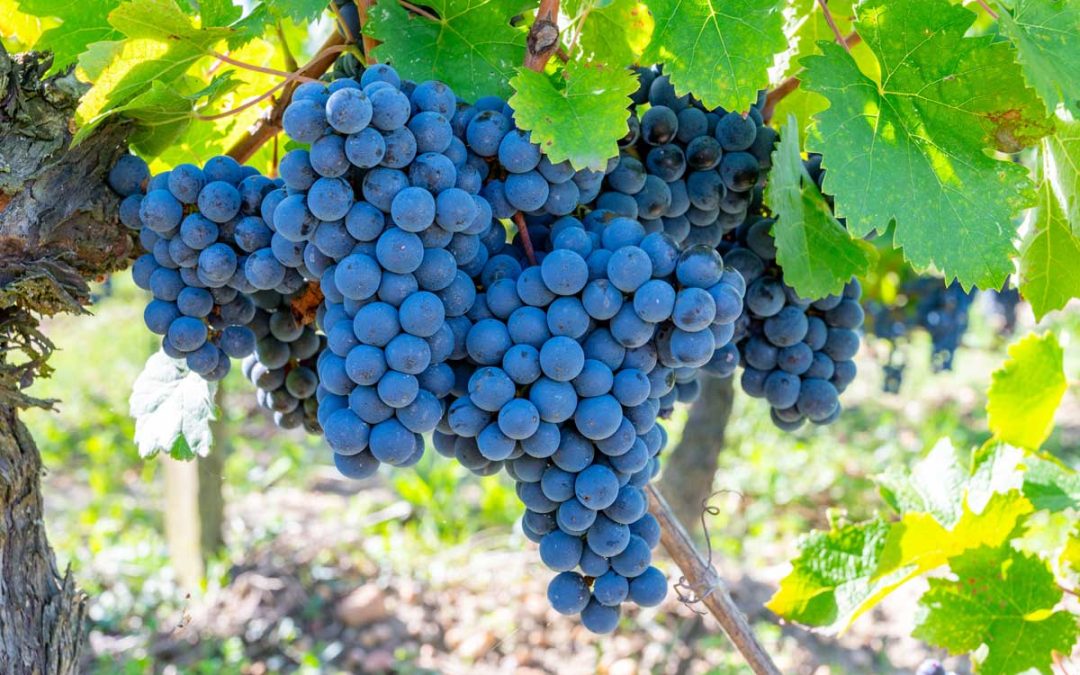 Cellar Master Michael Cabernet Sauvignon